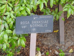 Rosa banksiae normalis