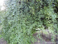 Rosa banksiae normalis