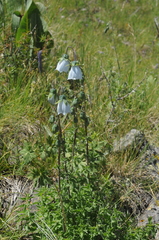 Codonopsis clematidea