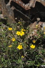 Dasiphora phyllocalyx