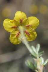 Dasiphora phyllocalyx