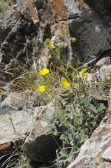 Potentilla nervosa