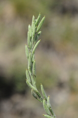 Draba lanceolata