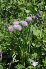 Allium platyspathum