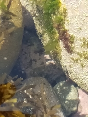 Parma alboscapularis