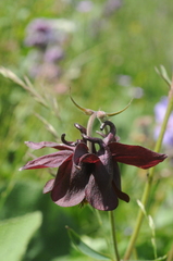 Aquilegia atrovinosa