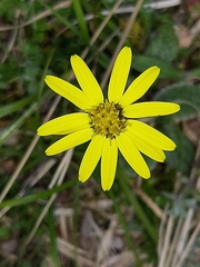 Brachyglottis lagopus