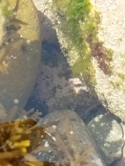 Parma alboscapularis