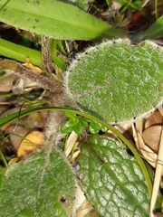 Brachyglottis lagopus