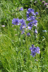 Polemonium caucasicum