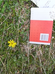 Brachyglottis lagopus