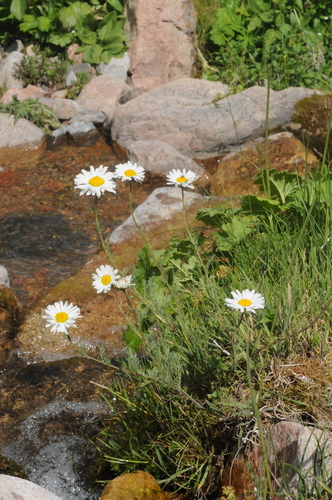 Tripleurospermum ambiguum