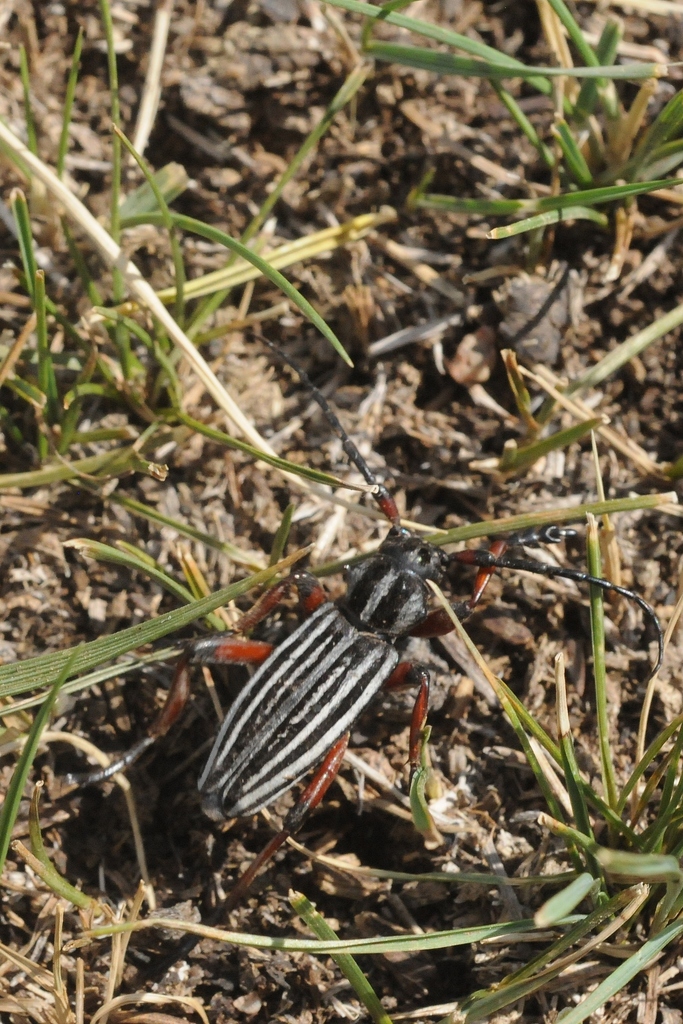 Acutodorcadion