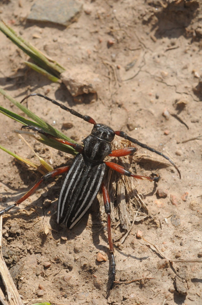 Dorcadion kastekum