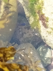 Parma alboscapularis