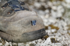 Plebejus idas