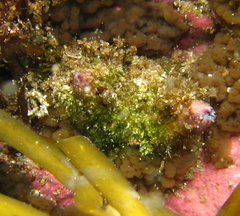 Cnemidocarpa