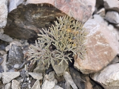 Lignocarpa carnosula