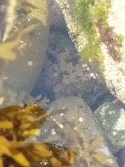 Parma alboscapularis