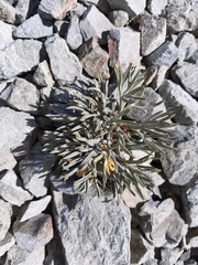 Lignocarpa carnosula