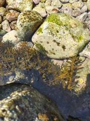 Parma alboscapularis