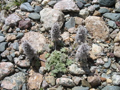 Lagopsis marrubiastrum