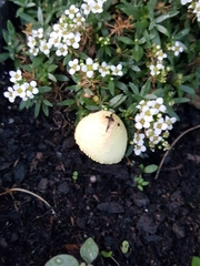 Leucocoprinus birnbaumii