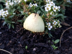 Leucocoprinus birnbaumii