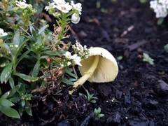 Leucocoprinus birnbaumii