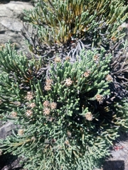 Helichrysum intermedium