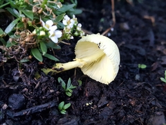 Leucocoprinus birnbaumii