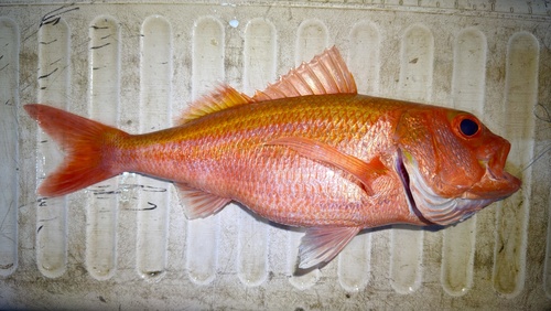 Deep snapper (Etelis carbunculus) — Lutjanidae — 4