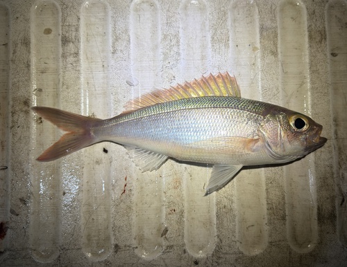 Jobfish (Pristipomoides sieboldii) — Lutjanidae — 3