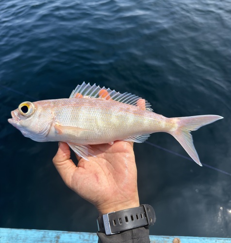 Pristipomoides sieboldii observed 2025-12-24