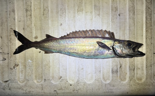 Roudi escolar (Promethichthys prometheus) — Gempylidae