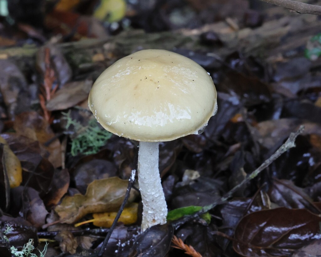 Stropharia ambigua · December 2025 · photo: © nmoorhatch (iNaturalist, cc-by)