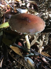 Stropharia formosa