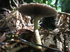 Stropharia formosa