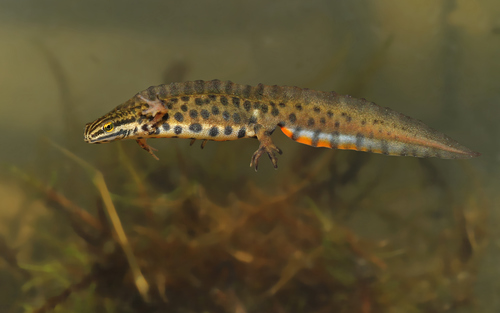Smooth Newt (Lissotriton vulgaris)