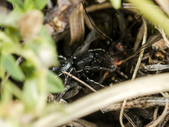 Heliophanus chovdensis