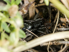 Heliophanus chovdensis