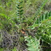 Astragalus schanginianus - Photo (c) inessa_naturalist, alguns direitos reservados (CC BY-NC), uploaded by inessa_naturalist