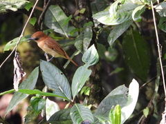 Pachyramphus rufus