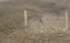 Merops cyanophrys