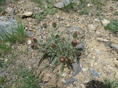 Ancathia igniaria
