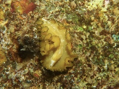 Pseudobiceros flowersi