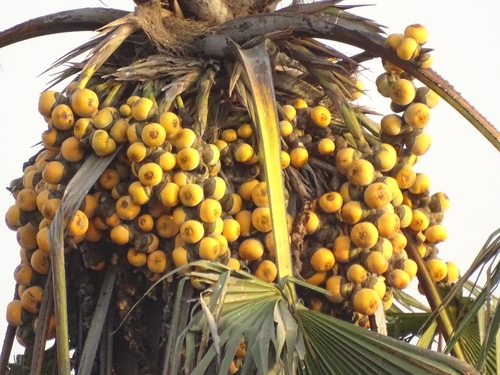 borassus palm