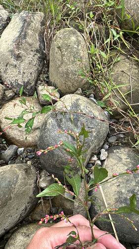 Persicaria pubescens, photograph 5