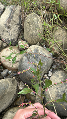 (c) 張朝翔, some rights reserved (CC BY) Persicaria pubescens, photograph (c) 張朝翔, some rights reserved (CC BY)