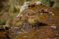 Matucana weberbaueri